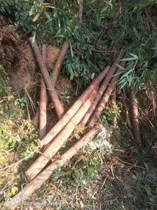 广东五人团伙跨省盗伐林木落网记 大余森林保卫战