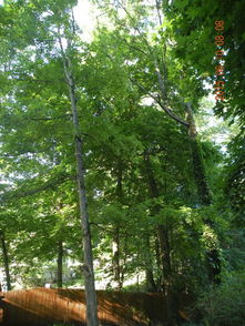 Chappaqua住地的高大林木（二）——林木