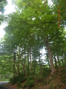 查帕阔住地的高大林木