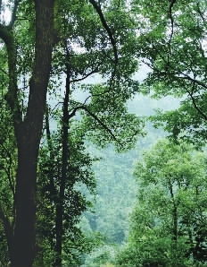 林木葱茏映双峰