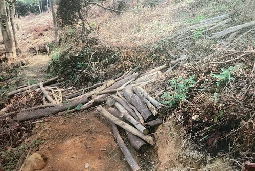 无证砍伐自家林木也违法，广州一男子被判刑