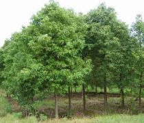 南方香樟 园林景观与绿化工程的优选之材