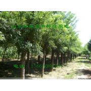 林木公司 深耕绿色产业，守护生态未来